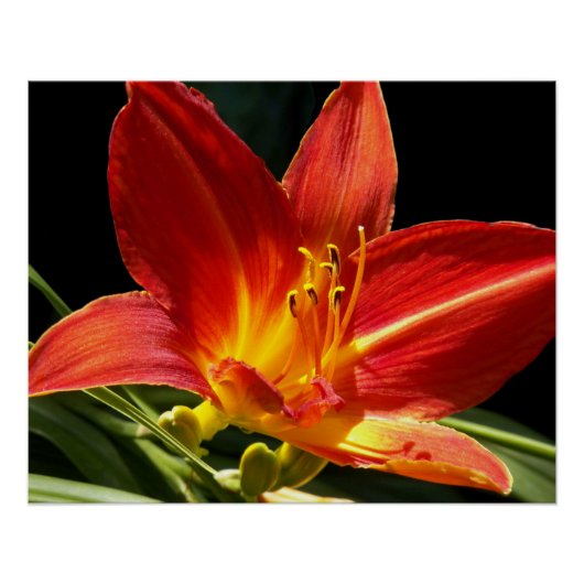 Poster Orange Daylily Bloom Photo Glossy (Devant)