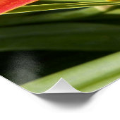 Poster Orange Daylily Bloom Photo Glossy (Coin)