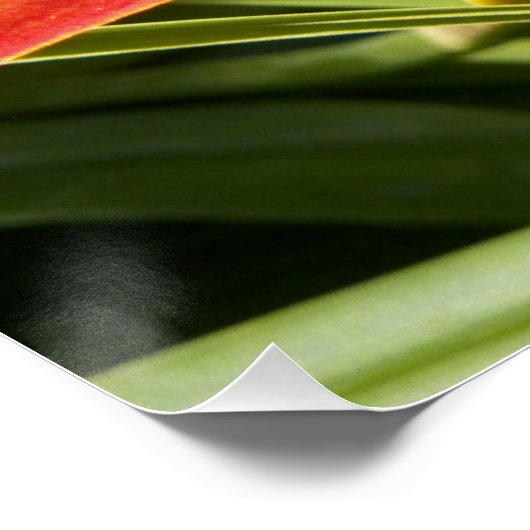 Poster Orange Daylily Bloom Photo Glossy (Coin)