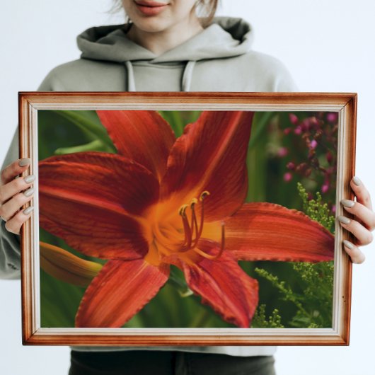 Poster Orange Daylily Floral