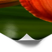 Poster Orange Daylily Floral (Coin)