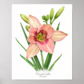 Poster Orange Daylily Original Art Print (Devant)