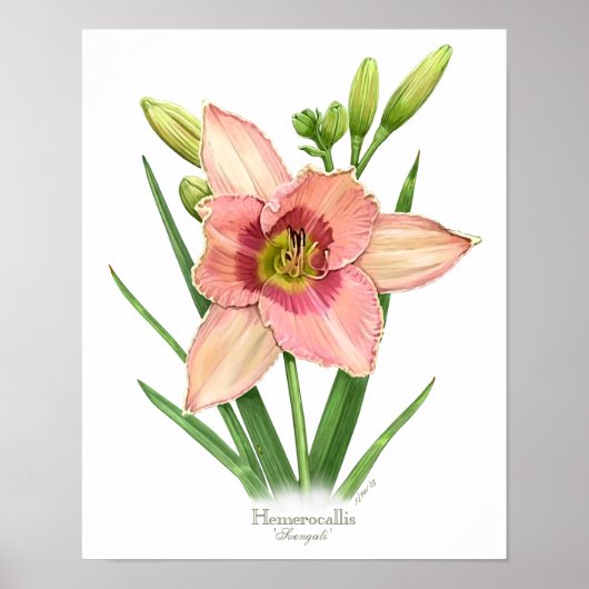 Poster Orange Daylily Original Art Print (Devant)