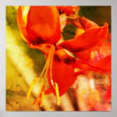 Poster Orange de feu Fleur journalière Fermer Abstrait (Devant)