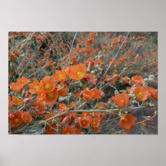 Poster Orange Désert Globemallow Fleurs En Fleur En Fleur (Devant)