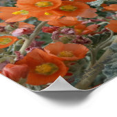 Poster Orange Désert Globemallow Fleurs En Fleur En Fleur (Coin)