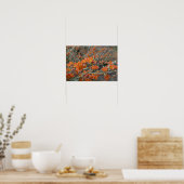 Poster Orange Désert Globemallow Fleurs En Fleur En Fleur (Cuisine)