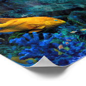 POSTER ORANGE FISH BLUE WORLD (Coin)