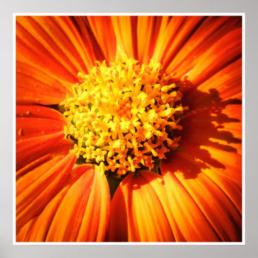 Poster Orange Flower Macro – Vibrant Nature Photography (Devant)