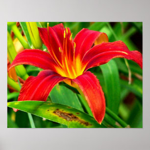 Poster Orange Fluisante Fleur diurne
