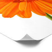Poster Orange Gerbera Daisy fleur sur photo blanche (Coin)