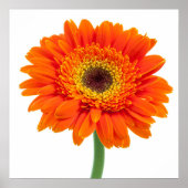 Poster Orange Gerbera Daisy Flower (Devant)