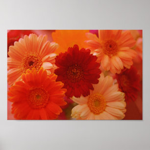 Poster Orange Gerbera Fleurs de marguerite Mur Art Imprim