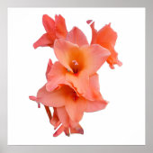 Poster Orange gladiolus Floral (Devant)