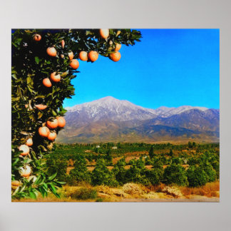 Poster Orange Groves Neige Carrée Mont Baldy Début 1900