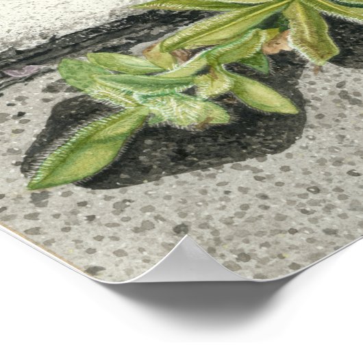 Poster Orange Hawkweed (Coin)