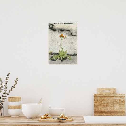 Poster Orange Hawkweed (Cuisine)