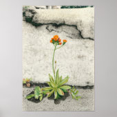 Poster Orange Hawkweed (Devant)