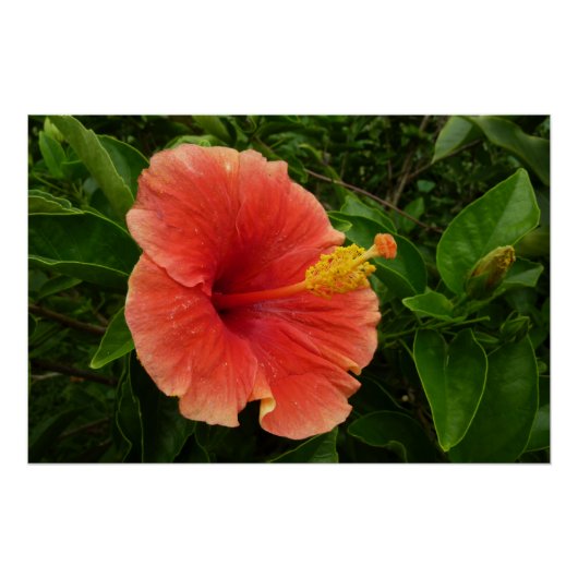 Poster Orange Hibiscus Fleur Tropical Floral (Devant)