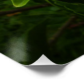 Poster Orange Hibiscus Fleur Tropical Floral (Coin)