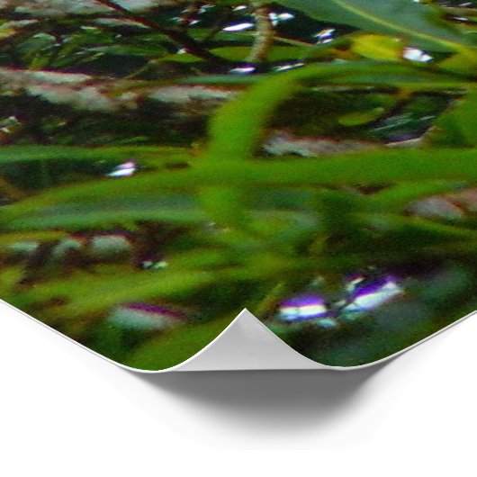 Poster Orange Iguana (Coin)