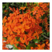 Poster Orange Ixora Plant (Devant)