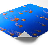 Poster Orange Jellyfish (Coin)