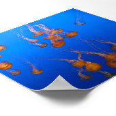 Poster Orange Jellyfish (Coin)