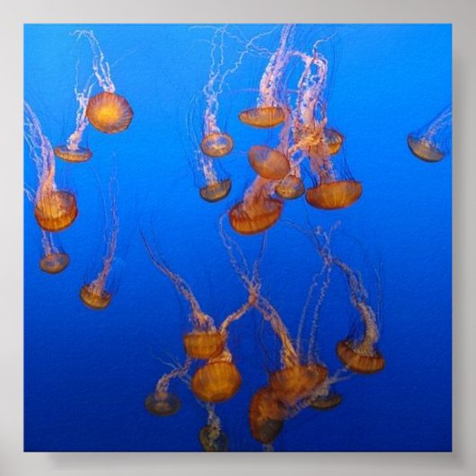 Poster Orange Jellyfish (Devant)