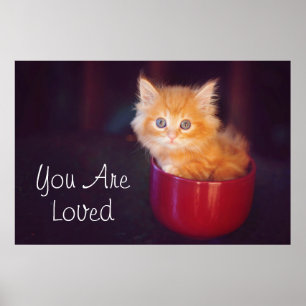 Poster Orange Kitten