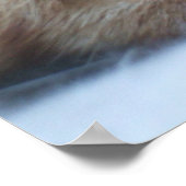 Poster Orange Kitty (Coin)