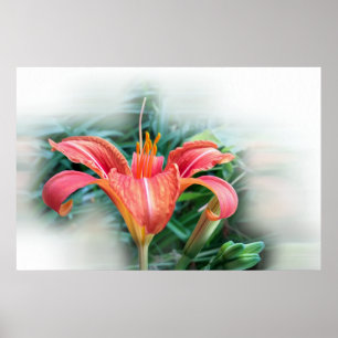 Poster orange lily
