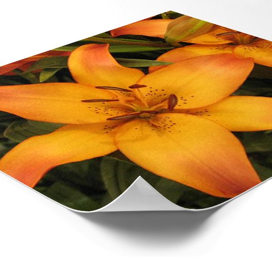 Poster Orange Lily (Coin)