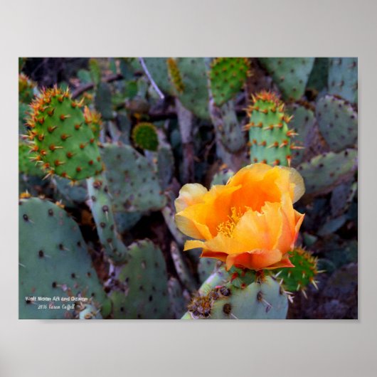 Poster Orange opuntia poire cactus fleur photo (Devant)