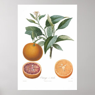 Poster Orange, Orange de Malte