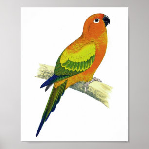 Poster Orange Parrot No.10 Antique Bird Imprimer