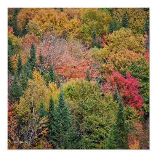 Poster Orange Red Bush (Devant)