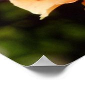 Poster Orange Rose II Belle florale (Coin)