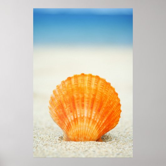 Poster Orange Scallop Shell Standing Upright In Sand (Devant)