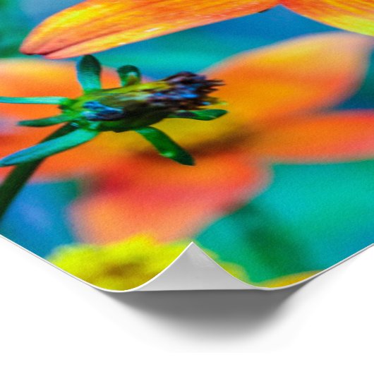 Poster Orange Star Flower (Coin)