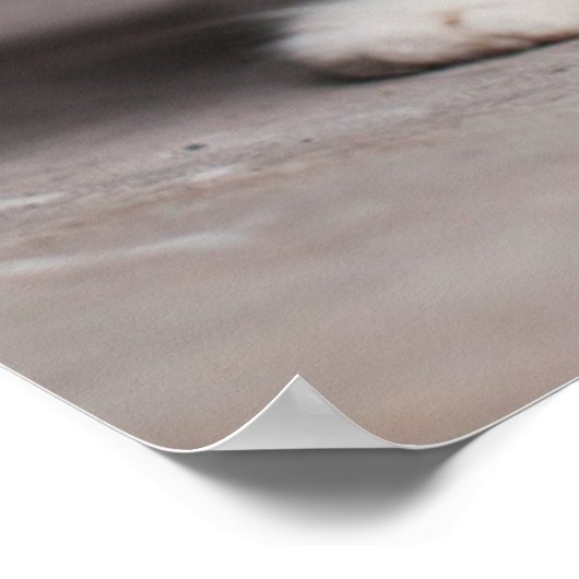 Poster Orange Tabby Kitten (Coin)