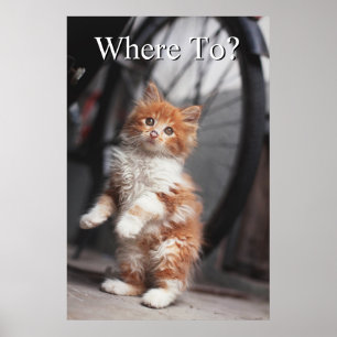 Poster Orange Tabby Kitten