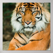 Poster Orange Tiger Imprimer (Devant)