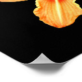 Poster Orange Tiger Lily (Coin)