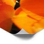 Poster Orange Tulip Reaching for the Sky (Coin)
