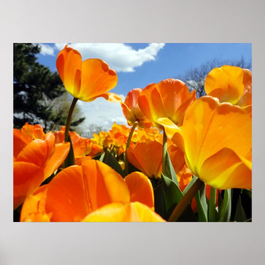 Poster Orange Tulip Reaching for the Sky (Devant)