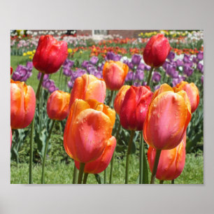 Poster Orange Tulips, Elizabeth Park Gardens Hartford CT
