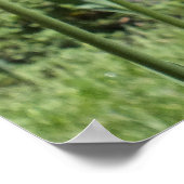 Poster Orange Tulips, Elizabeth Park Gardens Hartford CT (Coin)