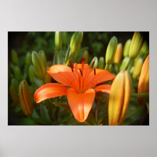 Poster orange vif (Devant)