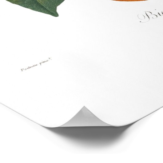 Poster Orange, Violette de Bigarrade (Coin)